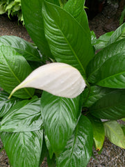 Spathiphyllum ‘Peace Lily Mojo’