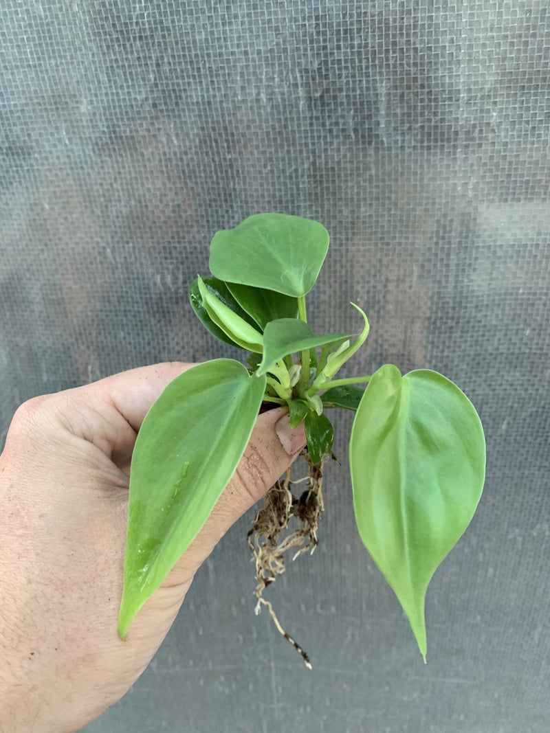 Philodendron ’Emerald’