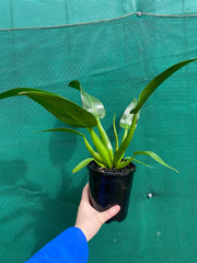 Philodendron ‘Martianum’ NEW