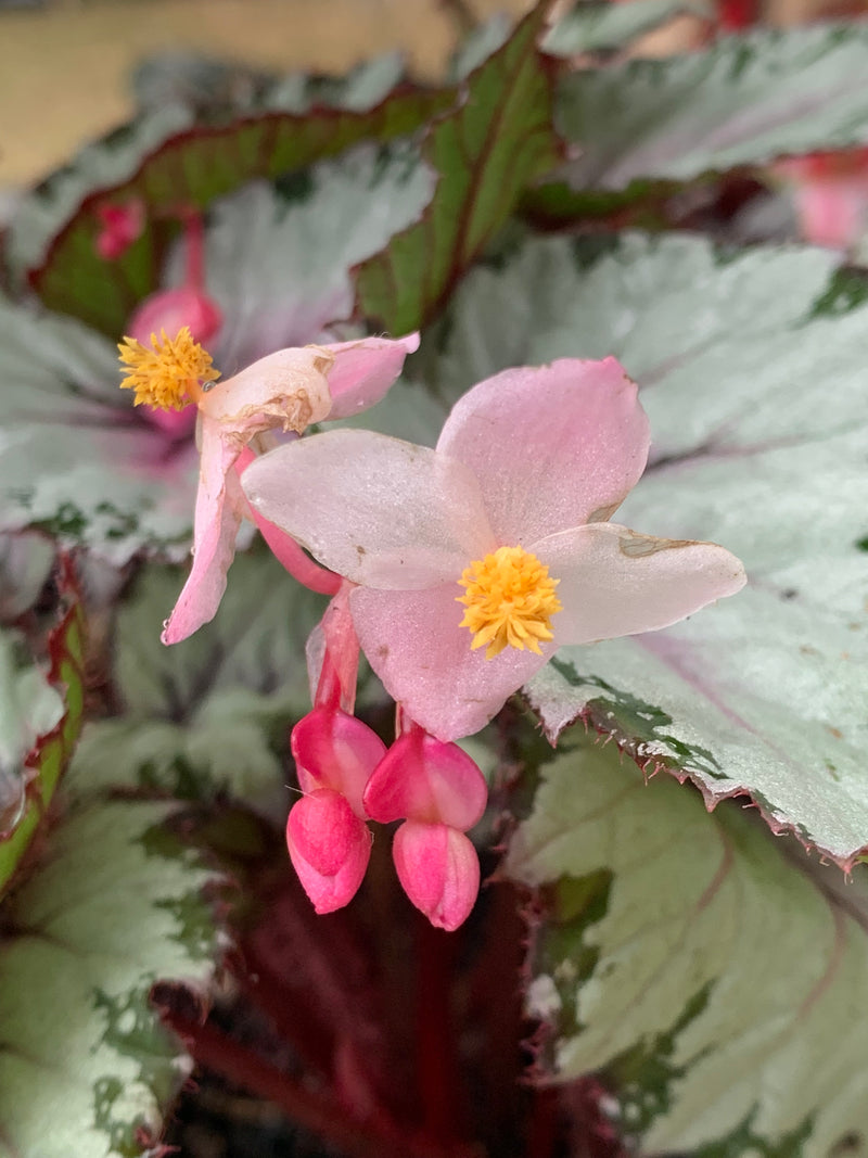 Begonia ‘Glacier’