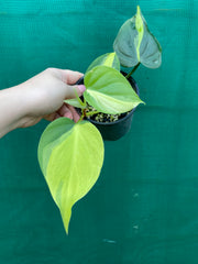 Philodendron ’Brazil’