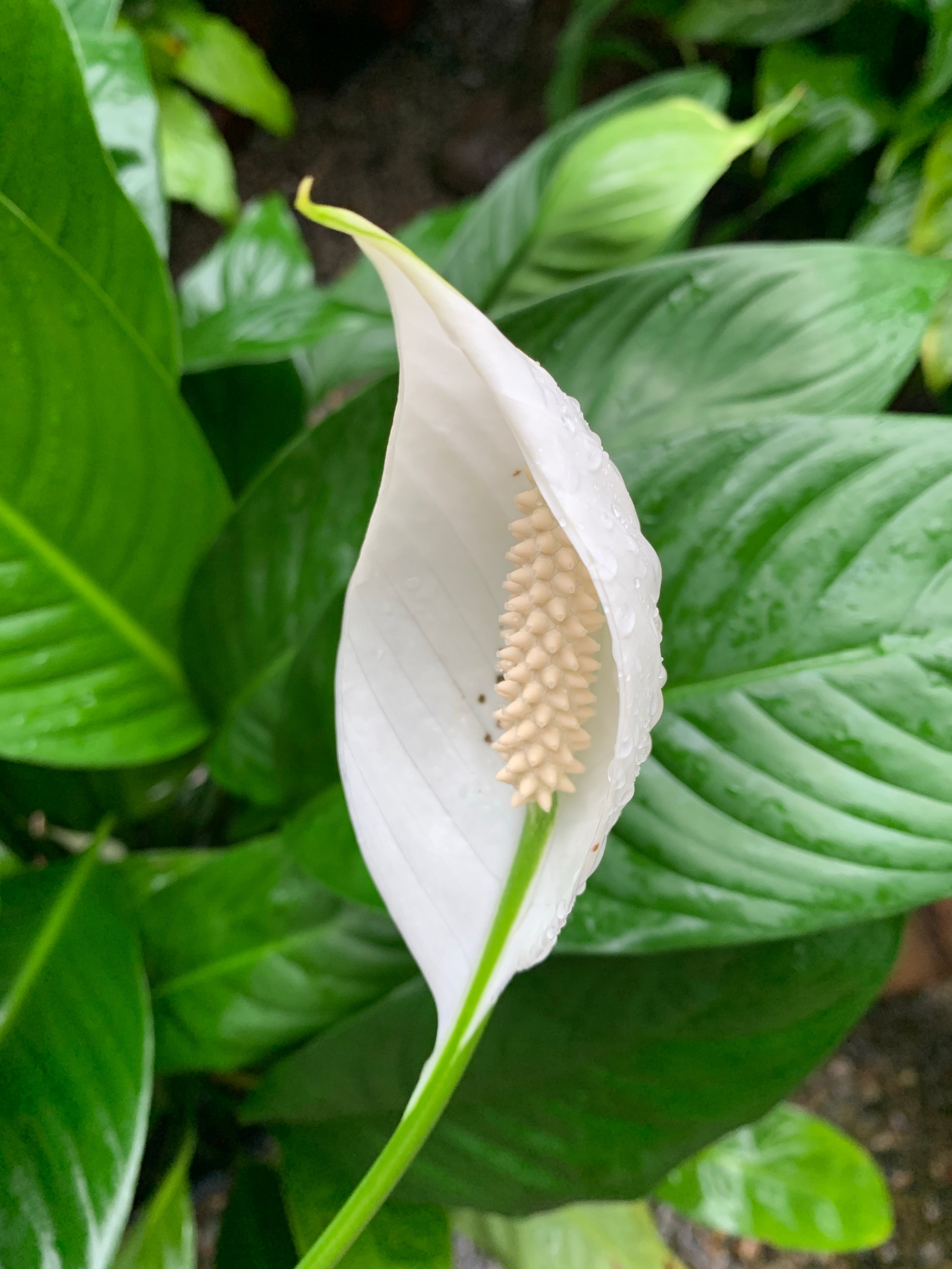 mojo lime peace lily Spathiphyllum 'Peace Lily Mojo'