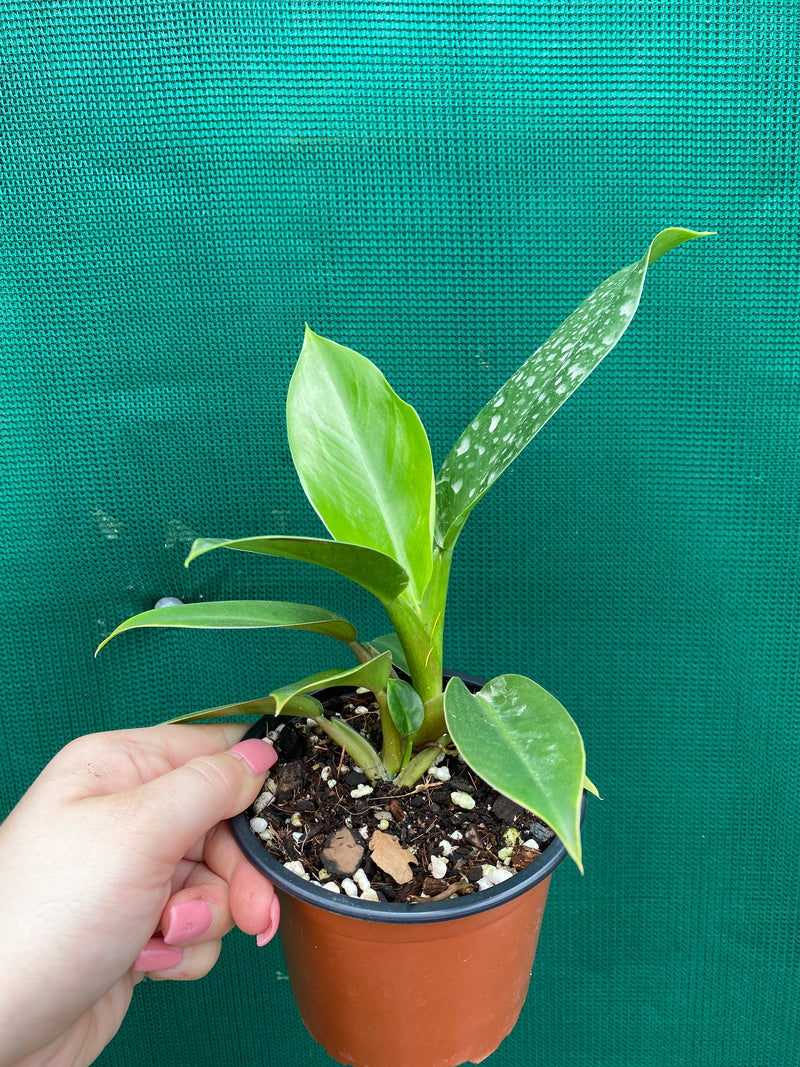 Philodendron ‘Imperial Green’