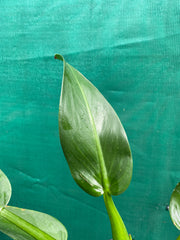 Philodendron ‘Martianum’ NEW