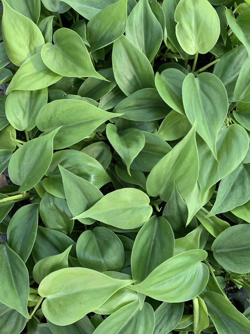 Philodendron ’Emerald’