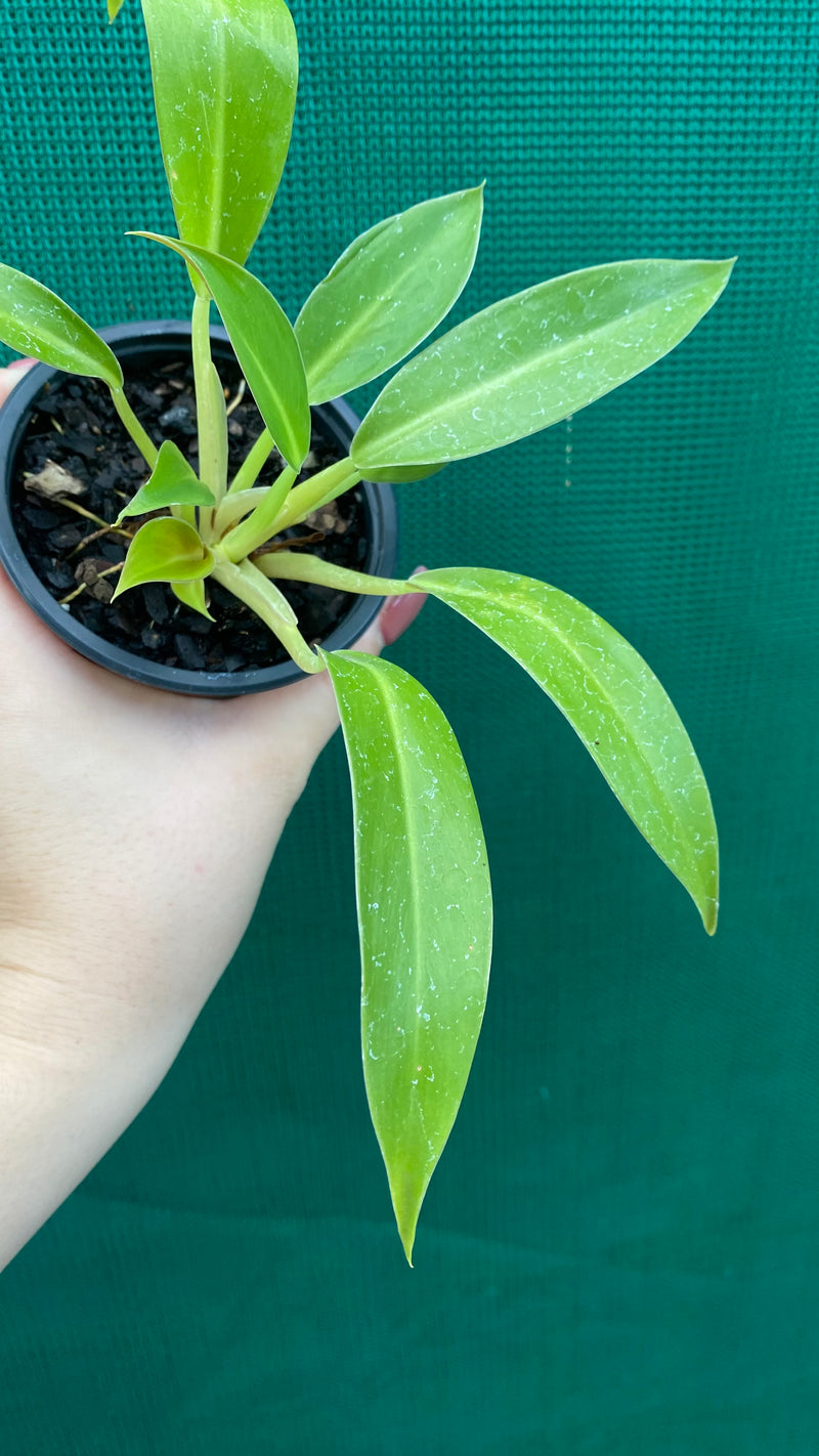 Philodendron ‘Little Phil’