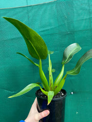 Philodendron ‘Martianum’ NEW