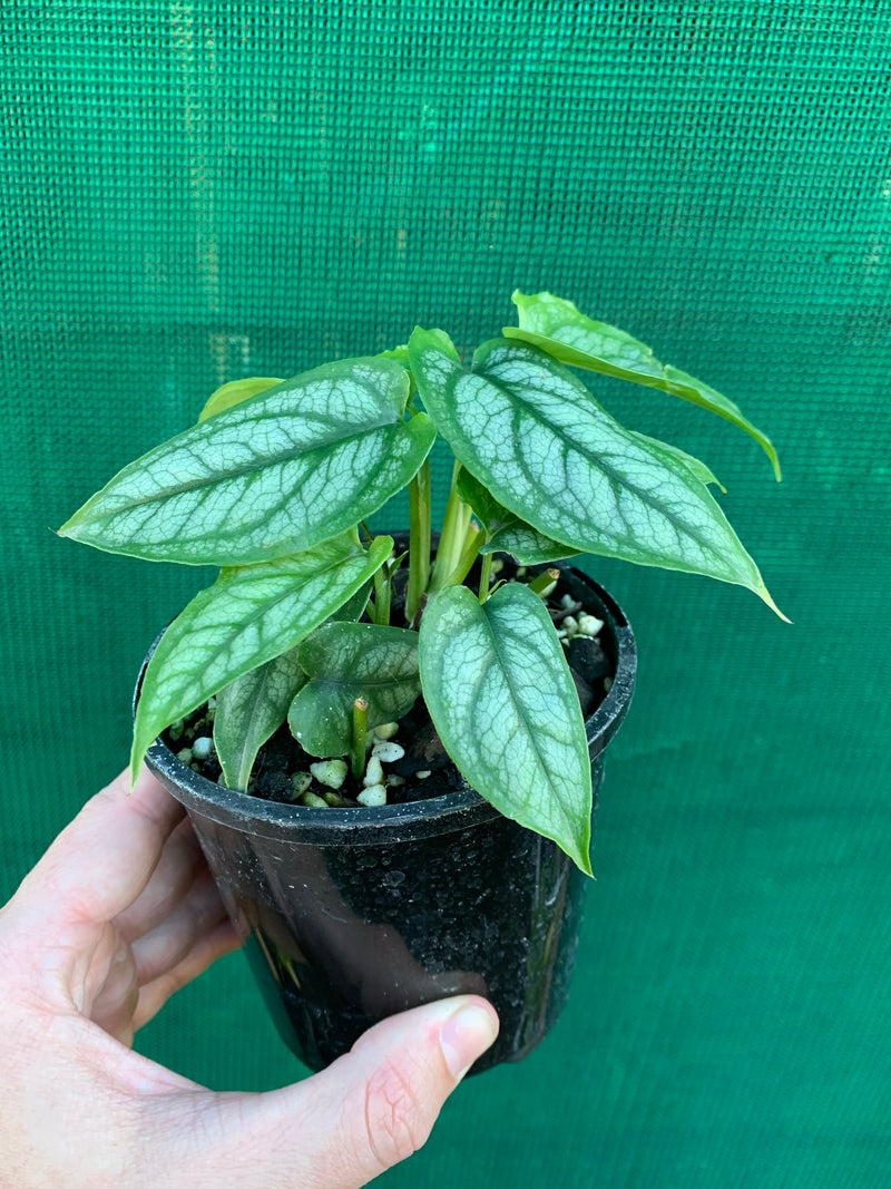 Monstera ‘Siltepecanna’