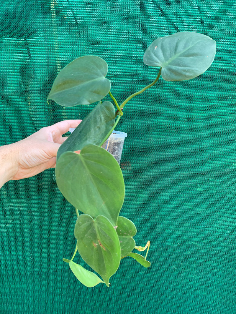 Philodendron ’Emerald’