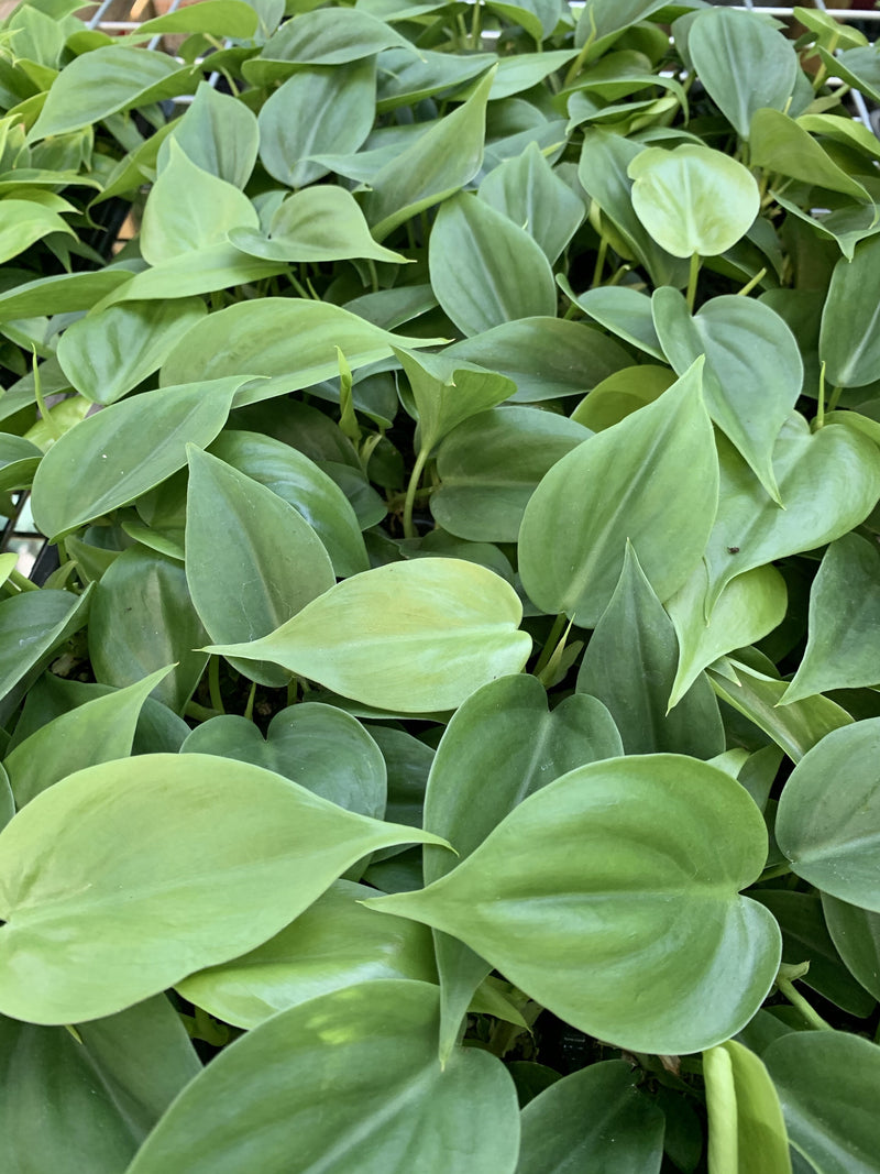 Philodendron ’Emerald’