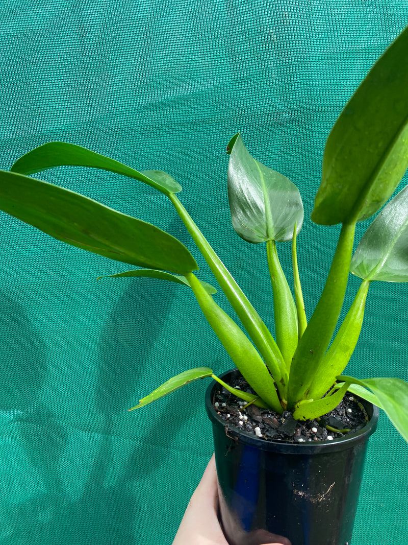 Philodendron ‘Martianum’ NEW