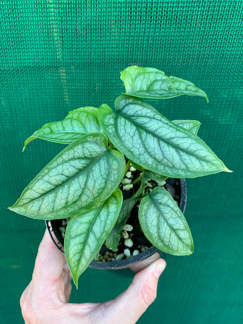 Monstera ‘Siltepecanna’