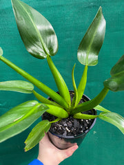 Philodendron ‘Martianum’ NEW
