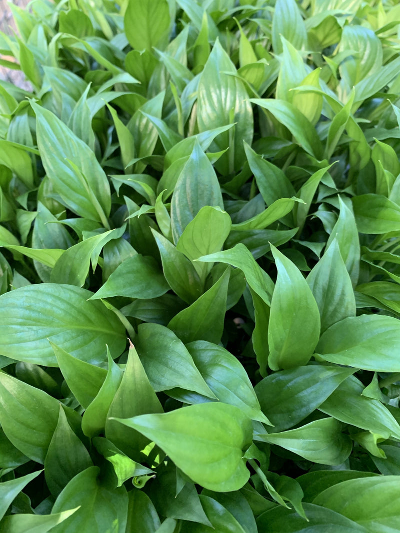 Spathiphyllum ‘Peace Lily Mojo’