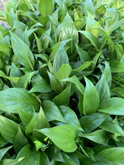 Spathiphyllum ‘Peace Lily Mojo’
